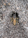 Wasps